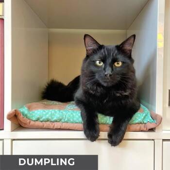 Domestic Medium Hair Cats Available for Adoption - Dumpling | PetCurious
