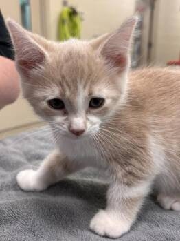 Tomato -  Domestic Short Hair Cat for Adoption in Fishers, Indiana - Tomato | PetCurious