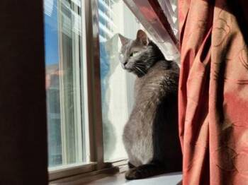 Zelda -  Domestic Short Hair Cat Available for Adoption in Irving, Texas - Zelda | PetCurious