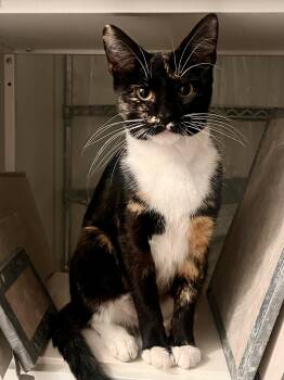 Rescue Domestic Short Hair Cats for Adoption - Gigi | PetCurious