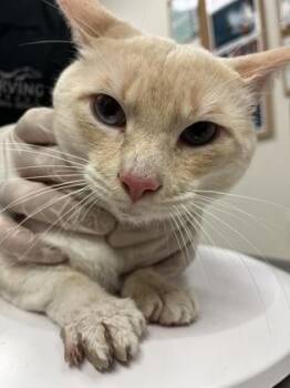 Siamese and Domestic Short Hair Cats Available for Adoption - Bartholemew | PetCurious