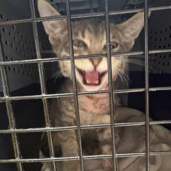 McLaren -  Domestic Short Hair Cat for Adoption in Oak Park, Illinois - McLaren | PetCurious