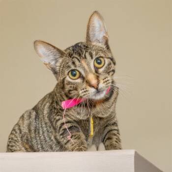 Rescue Domestic Short Hair Cats for Adoption in St. Louis, Missouri - WEDNESDAY | PetCurious