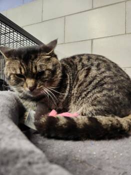 Rescue Domestic Short Hair Cats for Adoption in Caro, Michigan - Pumpkin | PetCurious