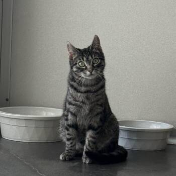 Rescue Domestic Short Hair Cats for Adoption in West Milford, New Jersey - Bacardi | PetCurious