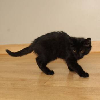Meatballs C70766 -  Domestic Short Hair Cat for Adoption in Minnetonka, Minnesota - Meatballs C70766 | PetCurious