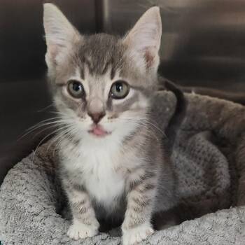 Dylan K46297 -  Domestic Short Hair Cat for Adoption in Corsicana, Texas - Dylan K46297 | PetCurious