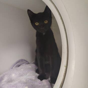 Deckard -  Domestic Short Hair Cat for Adoption in Gainesville, Florida - Deckard | PetCurious