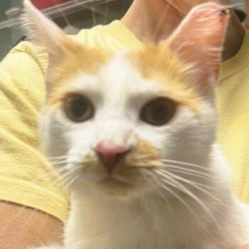 Domestic Short Hair Cats Available for Adoption in Lenexa, Kansas - Kendall | PetCurious