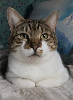 Mackie-Loyal Lap Cat Companion -  Domestic Short Hair Cat for Adoption in Bloomfield, New Jersey - Mackie-Loyal Lap Cat Companion | PetCurious