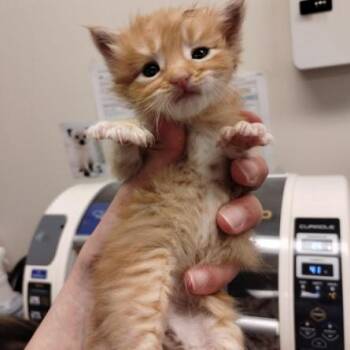 TOBY -  Domestic Short Hair Cat for Adoption in Alameda, California - TOBY | PetCurious