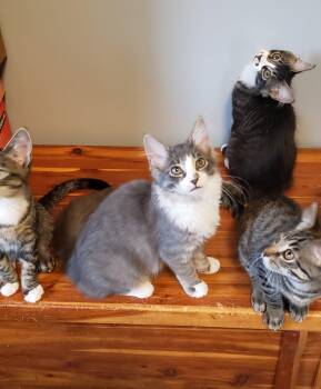 Spoons -  Domestic Long Hair Cat for Adoption in Cincinnati, Ohio - Spoons | PetCurious