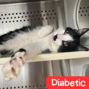 Milo -  Domestic Short Hair Cat for Adoption in Denver, Colorado - Milo | PetCurious