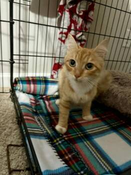 Rescue Domestic Medium Hair Cats for Adoption in Little Mountain, South Carolina - Autumn | PetCurious