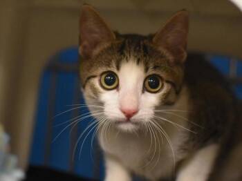 Hexagon -  Domestic Short Hair Cat for Adoption in Portland, Oregon - Hexagon | PetCurious