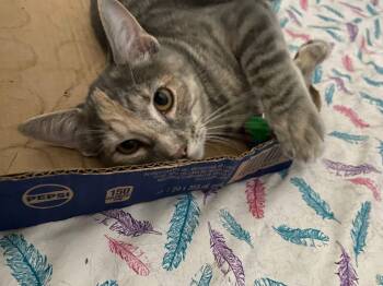 Rescue Domestic Short Hair Cats for Adoption in Delhi, Ontario - ILLYRIA | PetCurious