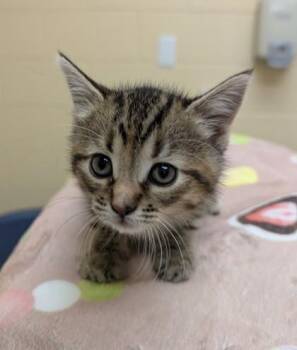 Domestic Short Hair Cats Available for Adoption in Westland, Michigan - Chatter | PetCurious