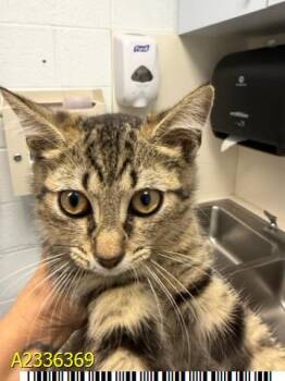 KASSADY -  Domestic Short Hair Cat for Adoption in West Palm Beach, Florida - KASSADY | PetCurious