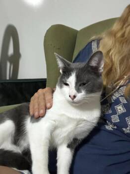 Rescue Domestic Short Hair Cats for Adoption in Libertyville, Illinois - Odin | PetCurious