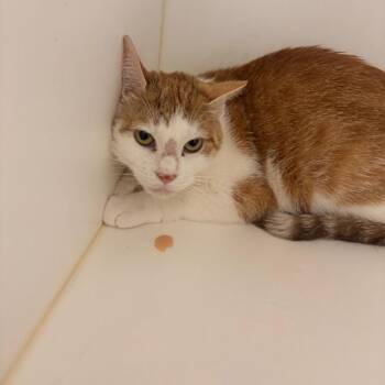 Sugar -  Domestic Short Hair Cat for Adoption in Philadelphia, Pennsylvania - Sugar | PetCurious