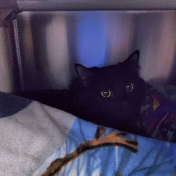 Rescue Domestic Long Hair Cats for Adoption in Walker, Michigan - Pumpkin | PetCurious