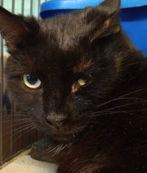 Rescue Domestic Short Hair Cats for Adoption in Saginaw, Michigan - Jameson | PetCurious