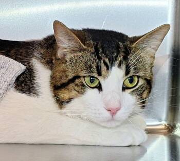 Domestic Short Hair Cats Available for Adoption in Ferndale, Michigan - Buddy | PetCurious
