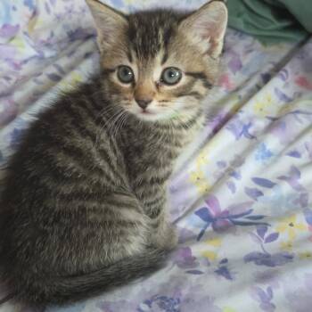 Corazon-C -  Domestic Short Hair Cat for Adoption in East St. Louis, Illinois - Corazon-C | PetCurious