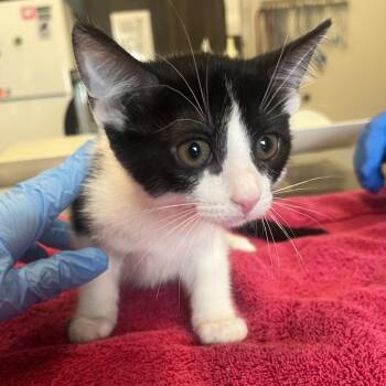 Bootstrap -  Domestic Short Hair Cat for Adoption in Oak Brook, Illinois - Bootstrap | PetCurious