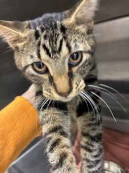 Rocco -  Domestic Short Hair Cat for Adoption in Lafayette, Indiana - Rocco | PetCurious