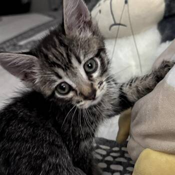 Zola -  Domestic Short Hair Cat Available for Adoption in Brea, California - Zola | PetCurious