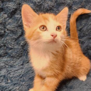 Popsicle -  Domestic Short Hair Cat for Adoption in Brighton, Missouri - Popsicle | PetCurious