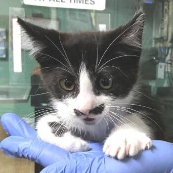 IVHS-Stray-141486 -  Domestic Short Hair Cat for Adoption in San Gabriel, California - IVHS-Stray-141486 | PetCurious