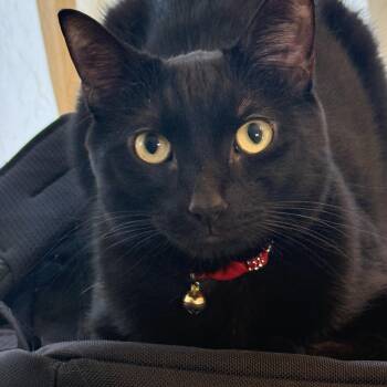 Mocha -  Domestic Short Hair Cat for Adoption in Houston, Texas - Mocha | PetCurious