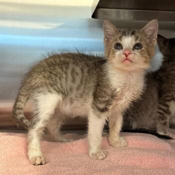 Cain -  Domestic Short Hair Cat for Adoption in Bristol, Indiana - Cain | PetCurious