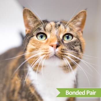Halo -  Domestic Short Hair Cat for Adoption in Reisterstown, Maryland - Halo | PetCurious