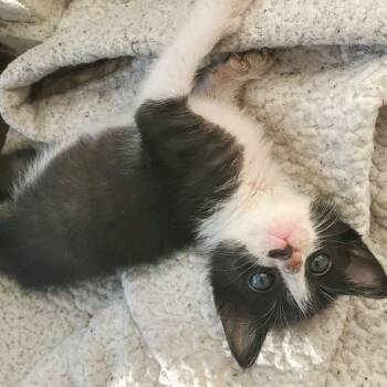 Rescue Domestic Short Hair Cats for Adoption in Austin, Texas - Twinkle Toot 13 | PetCurious