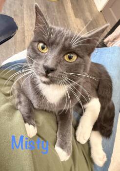 Misty -  Domestic Short Hair Cat for Adoption in Crescent City, California - Misty | PetCurious