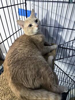 Domestic Short Hair Cats Available for Adoption in Virginia Beach, Virginia - Daddy Zoloft | PetCurious