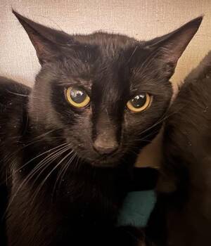 Domestic Short Hair Cats Available for Adoption - Bobby | PetCurious