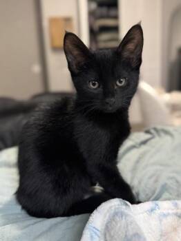 Michael -  Domestic Short Hair Cat for Adoption in Orland Hills, Illinois - Michael | PetCurious