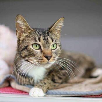 Domestic Short Hair Cats Available for Adoption in Atlanta, Georgia - Moonpie | PetCurious