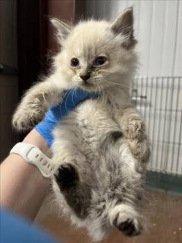 *NUTMEG -  Domestic Long Hair Cat Available for Adoption in Woodland, California - *NUTMEG | PetCurious