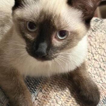 Eliana -  Siamese Cat for Adoption in Burnaby, British Columbia - Eliana | PetCurious