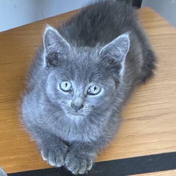 Hocus -  Domestic Short Hair Cat for Adoption in Middlebury, Vermont - Hocus | PetCurious