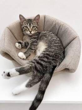 Ida -  Tabby and Domestic Short Hair Cat for Adoption in Lacon, Illinois - Ida | PetCurious