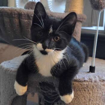 Onyx -  Domestic Short Hair Cat for Adoption in Wilsonville, Oregon - Onyx | PetCurious