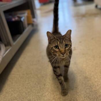 Arlo -  Domestic Short Hair Cat for Adoption in Chesapeake, Virginia - Arlo | PetCurious