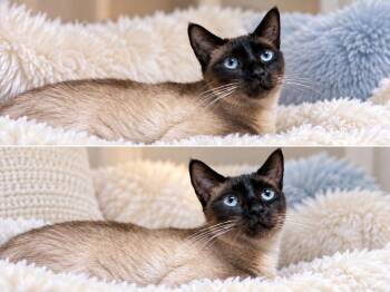 Cairo -  Siamese Cat for Adoption in Sebastian, Florida - Cairo | PetCurious