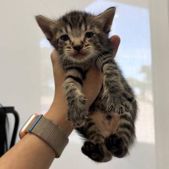 Michelle -  Domestic Short Hair Cat for Adoption in Corpus Christi, Texas - Michelle | PetCurious